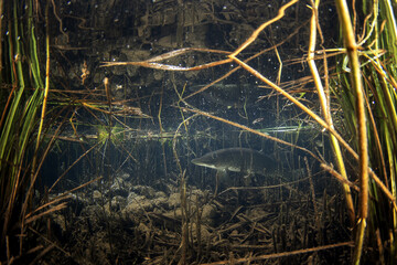 Northern pike in the european river. Life in fresh water. Pike on the bottom. 