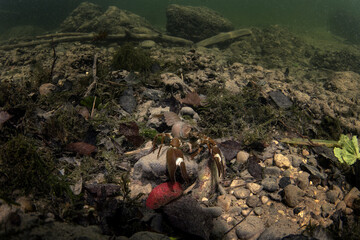 Signal crayfish on the bottom in the Traum river. Crayfish in the river. European wildlife. 