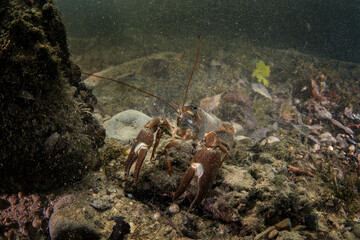 Signal crayfish on the bottom in the Traum river. Crayfish in the river. European wildlife. 