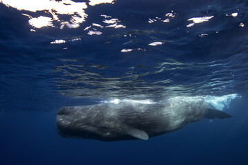Naklejka premium Sperm whales breathing on the surface. Huge whales in blue ocean. Swimming with physeter macrocephalus in Indian ocean.