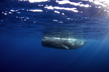 Sperm whales breathing on the surface. Huge whales in blue ocean. Swimming with physeter...
