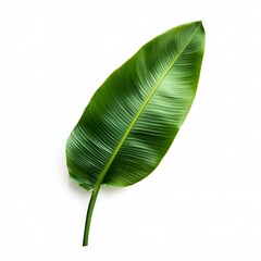 Fototapeta premium A leafy green plant with a long stem. The leaf is the main focus of the image