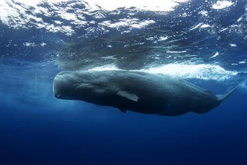 Sperm whales breathing on the surface. Huge whales in blue ocean. Swimming with physeter...