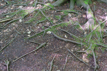 Tree roots winding in different directions on the earth's surface. Interesting forms of nature