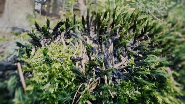 Close-up on forest floor moss from animal viewpoint. Low angle camera moving forward, walking near the ground. Microcosm, little creature scale environment. Slow motion. High quality 4k footage