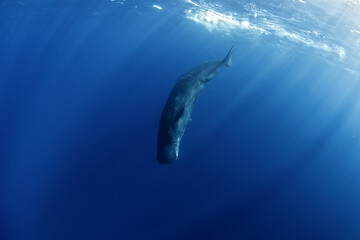 Obraz premium Sperm whales breathing on the surface. Huge whales in blue ocean. Swimming with physeter macrocephalus in Indian ocean.