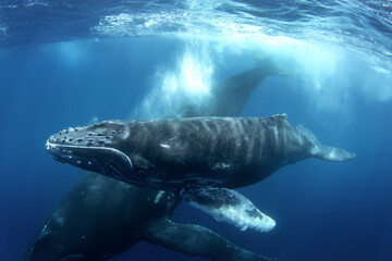 Fototapeta premium Whale calf with mother under the surface. Humpback whale is breathing on the surface. Marine life in ocean.