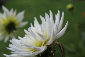 Przybliżony biały kwiat © Oskar