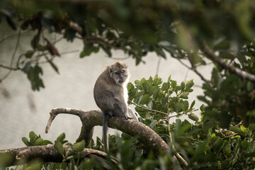 Crab eating macaque is hiding on the tree. Invasive macaque on the Mauritius island. Troop of monkey is looking for fruits on in the forest.