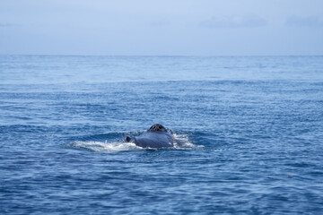 Fototapeta premium Whale activities on the surface. Humpback whale is breathing on the surface. Marine life in ocean. 