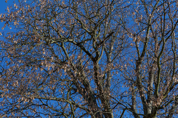 Obraz premium Automn tree branches against blue sky