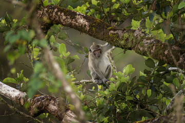 Crab eating macaque is hiding on the tree. Invasive macaque on the Mauritius island. Troop of monkey is looking for fruits on in the forest.