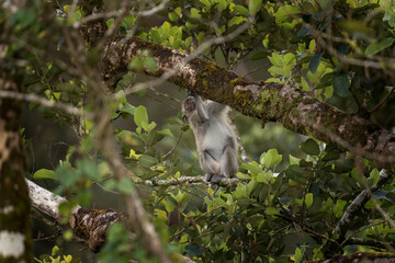 Crab eating macaque is hiding on the tree. Invasive macaque on the Mauritius island. Troop of monkey is looking for fruits on in the forest.