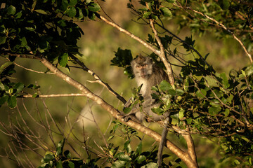 Crab eating macaque is hiding on the tree. Invasive macaque on the Mauritius island. Troop of monkey is looking for fruits on in the forest.