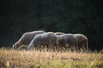 Sheep grazing illuminated by the setting sun