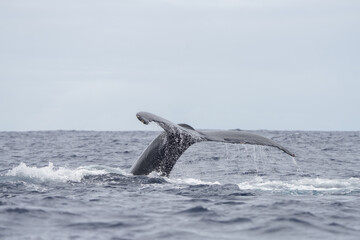 Obraz premium Humpback whale is breathing on the surface. Marine life in Indian ocean. Calm whale around the coast of Mauritius.