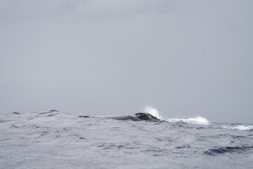 Humpback whale is breathing on the surface. Marine life in Indian ocean. Calm whale around the...