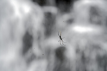 Trichonephila inaurata on the spider web. Nephila inaurata in the forest on the Mauritius island.