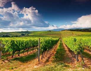 Naklejka premium vibrant vineyard landscape with clouds