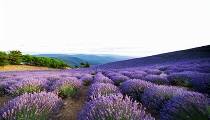 Obraz premium lavender flower png transparent background