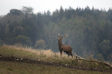 Red deer during rutting season. Deer on the mountains meadow. European wildlife. 