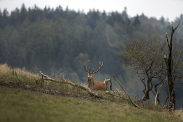 Red deer during rutting season. Deer on the mountains meadow. European wildlife. 