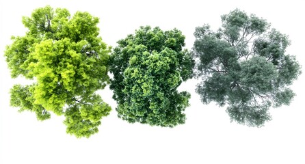 Obraz premium Three Lush Green Trees Viewed From Above