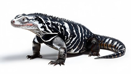 Obraz premium Argentine Black and White Tegu with Patterned Scales, Presented on a White Background