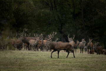 Red deer during rutting season. Deer on the mountains meadow. European wildlife. 