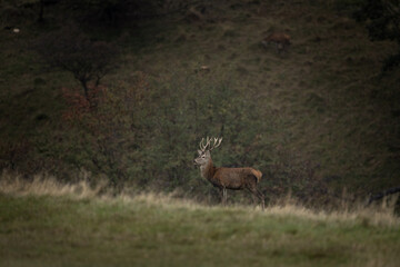 Red deer during rutting season. Deer on the mountains meadow. European wildlife. 