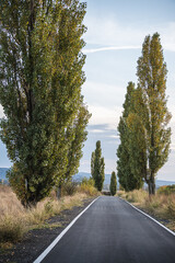 Fototapeta premium Beautiful poplar trees on a hill at dusk