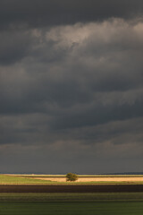 Fototapeta premium Lonely tree in a field under a cloudy sky