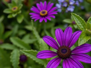 Vibrant purple flower petals and leaves create a stunning botanical display in this close-up shot, natural beauty, flora