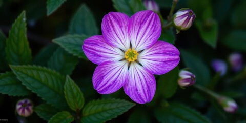 Fototapeta premium Vibrant purple flower petals and leaves, plant, flower