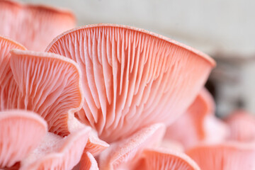 Pink oyster mushrooms close up shot