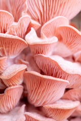Pink oyster mushrooms close up shot