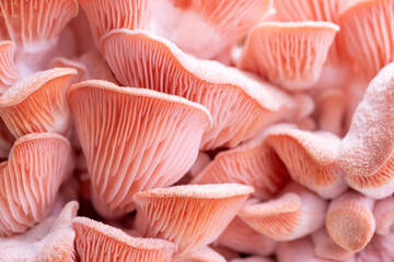 Pink oyster mushrooms close up shot