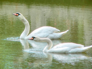 Couple of Swans swimming in a pond