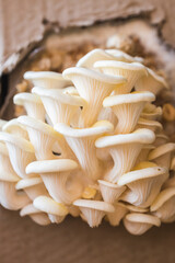 White oyster mushrooms close up shot