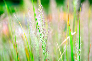 Macro of New Grown Grass In Fresh Green lawn. Macro Field of wild spikes waving in the wind. Natural background