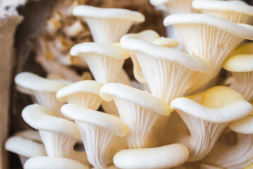 White oyster mushrooms close up shot