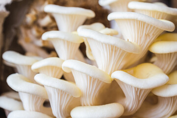 White oyster mushrooms close up shot