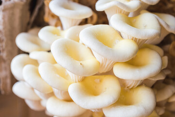 White oyster mushrooms close up shot