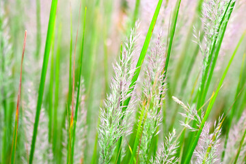 Macro of New Grown Grass In Fresh Green lawn. Macro Field of wild spikes waving in the wind. Natural background