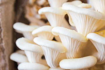 White oyster mushrooms close up shot