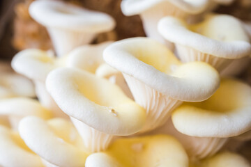 White oyster mushrooms close up shot
