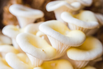 White oyster mushrooms close up shot