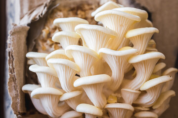 White oyster mushrooms close up shot