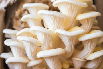 White oyster mushrooms close up shot