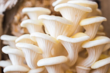 White oyster mushrooms close up shot